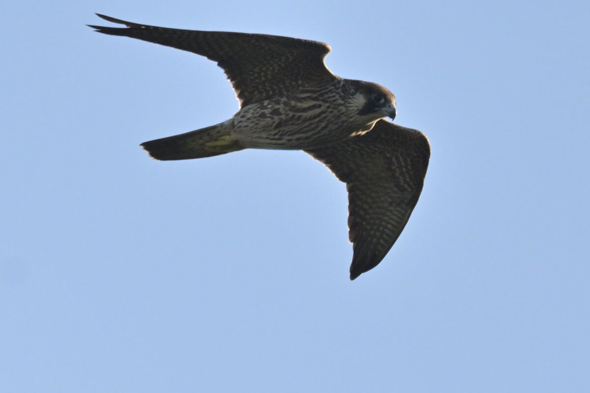 ハヤブサ
ハヤブサ若
ハヤブサ幼鳥
西表島
ミダラの田んぼ