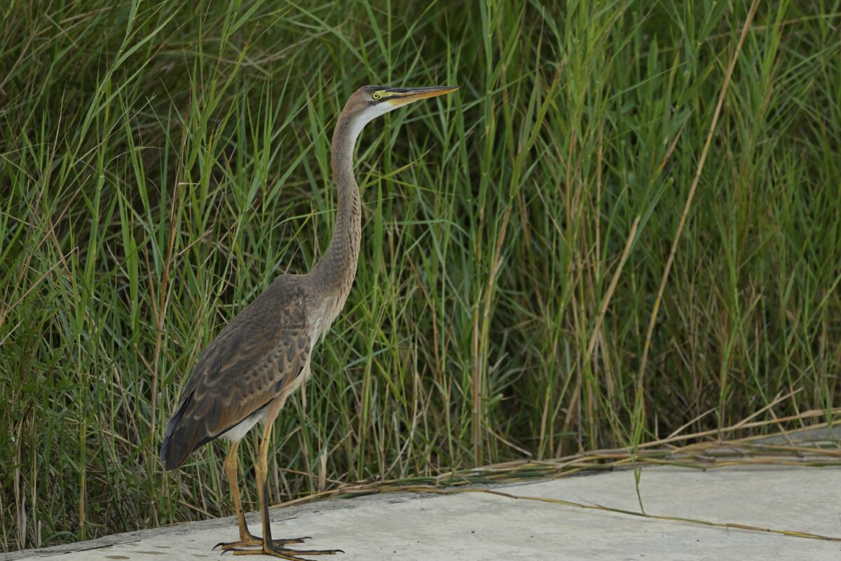 ムラサキサギ
ムラサキサギ幼鳥
西表島
住吉コンポスト