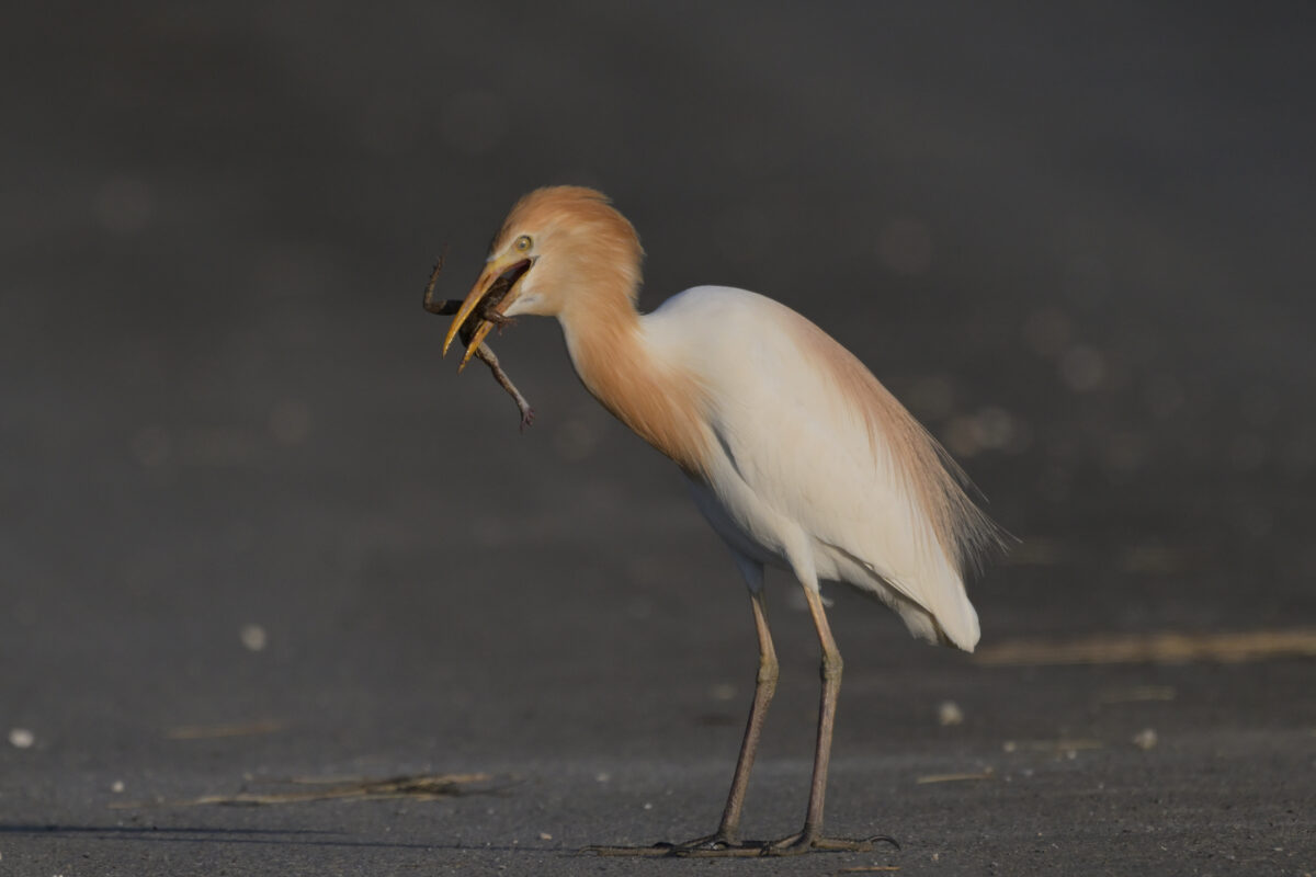 アマサギ
西表島
ミダラの田んぼ