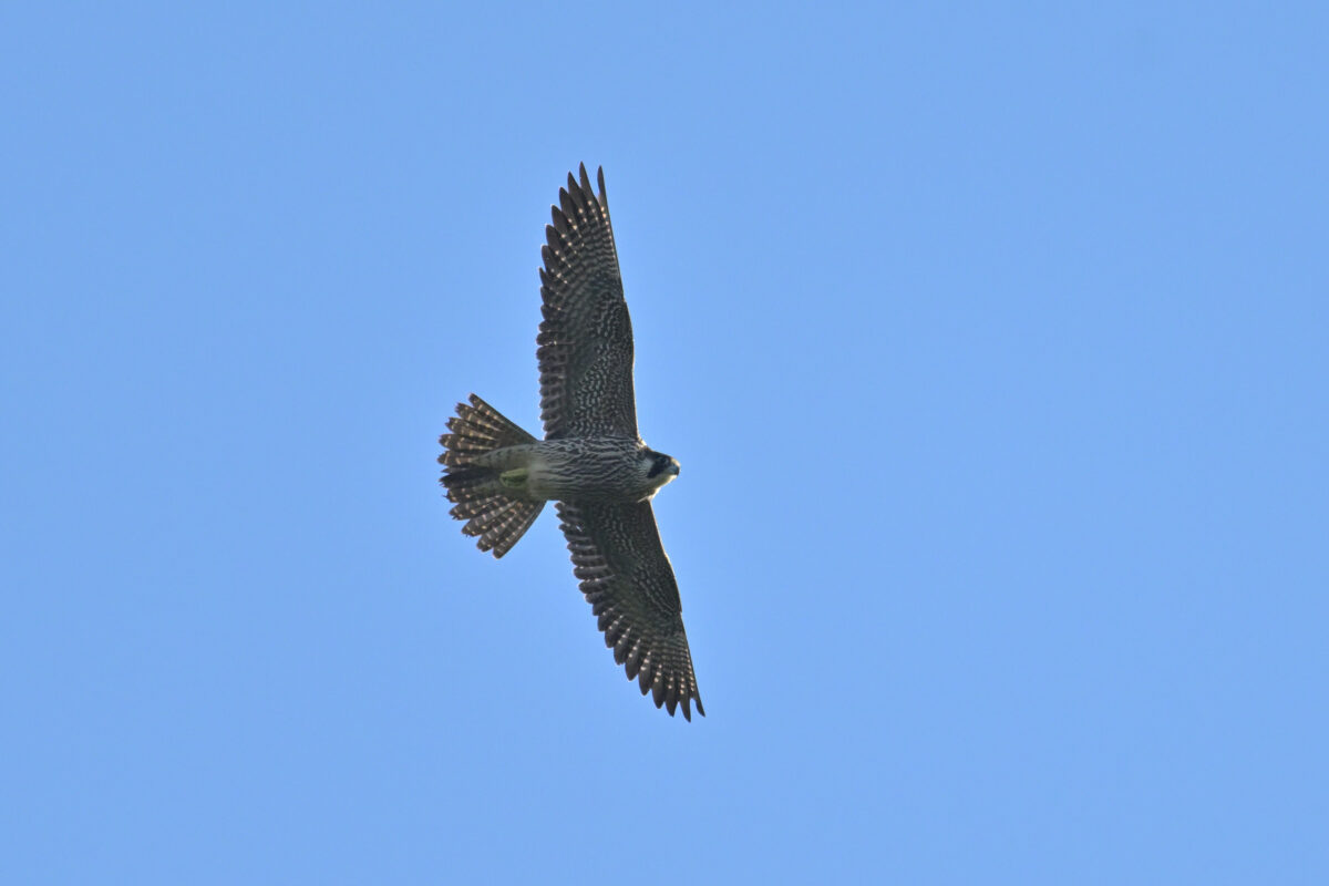 ハヤブサ
ハヤブサ若
ハヤブサ幼鳥
西表島
ミダラの田んぼ