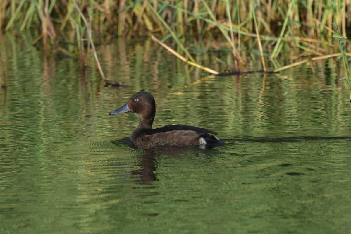 メジロガモ
メジロガモ♂
メジロガモ雄
西表島
豊原