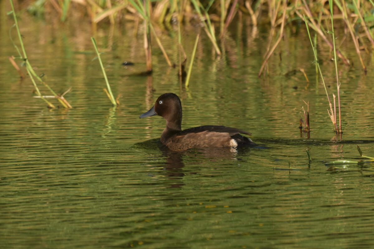 メジロガモ
メジロガモ♂
メジロガモ雄
西表島
豊原