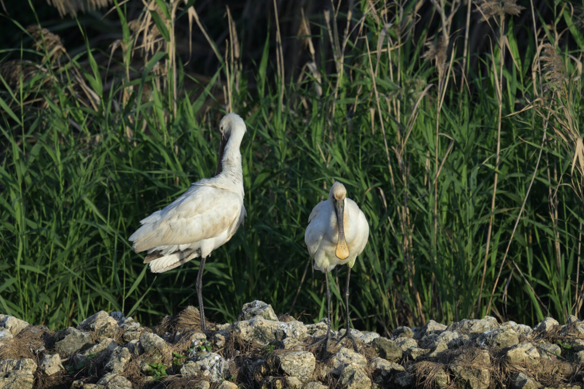 ヘラサギ
ヘラサギのペア
西表島
オオホラダ
