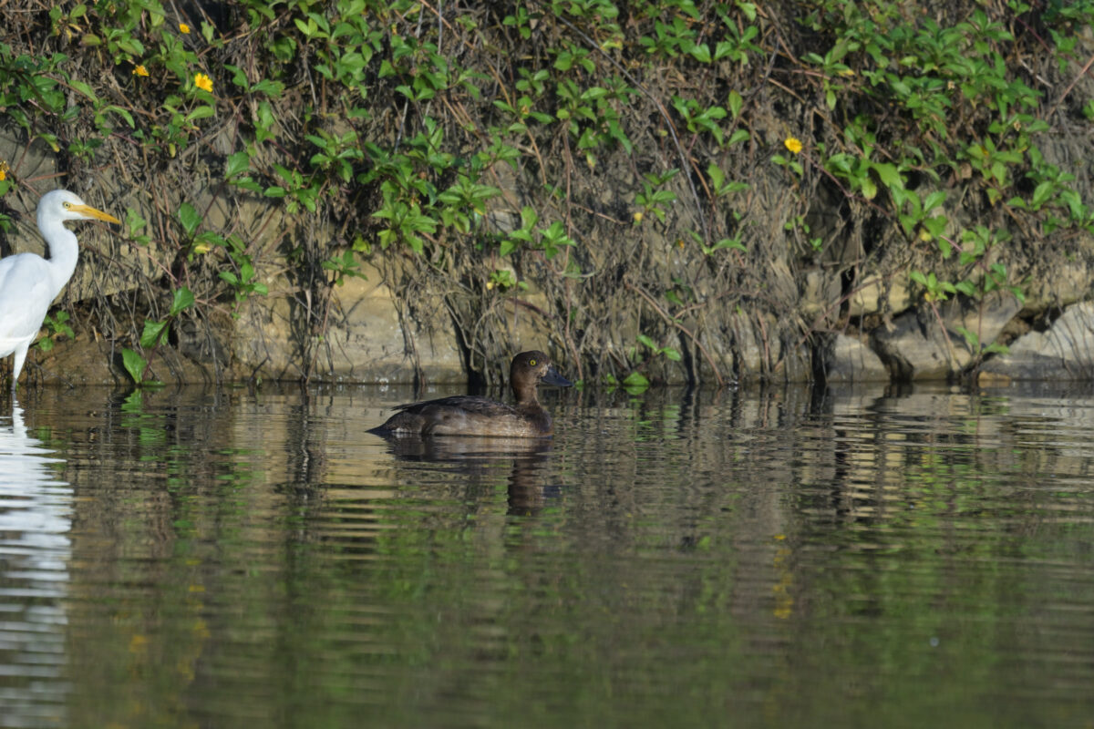 キンクロハジロ
西表島
オオホラダ