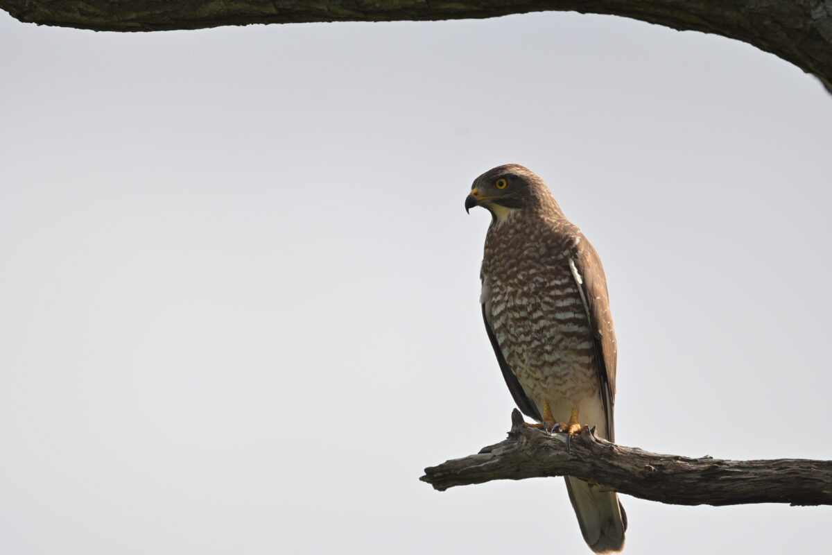 越冬サシバ
越冬サシバ♀
サシバ
西表島
浦内集落