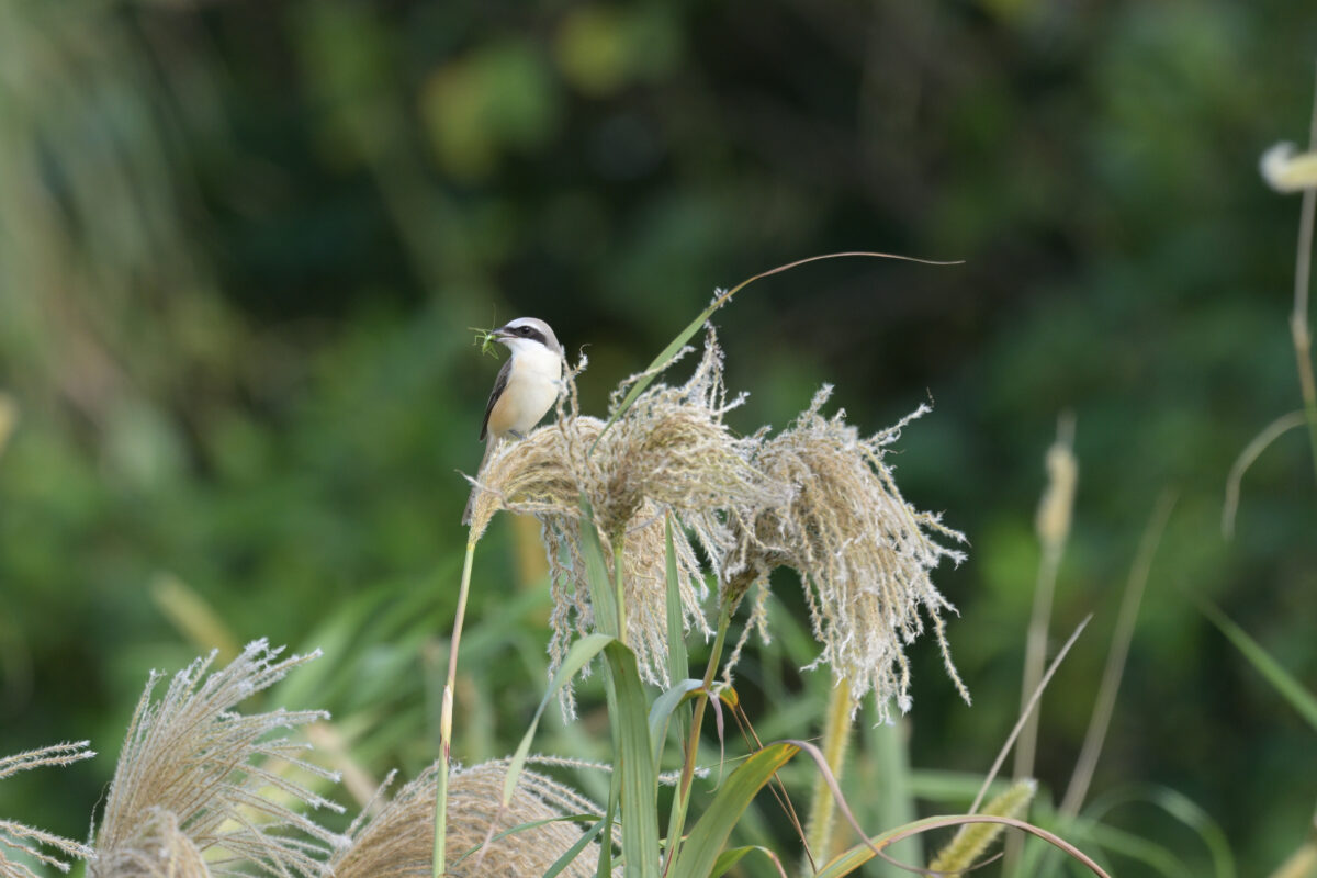 シマアカモズ
シマアカモズ♂
シマアカモズ雄
バッタを捕まえたシマアカモズ
西表島
浦内の田んぼ