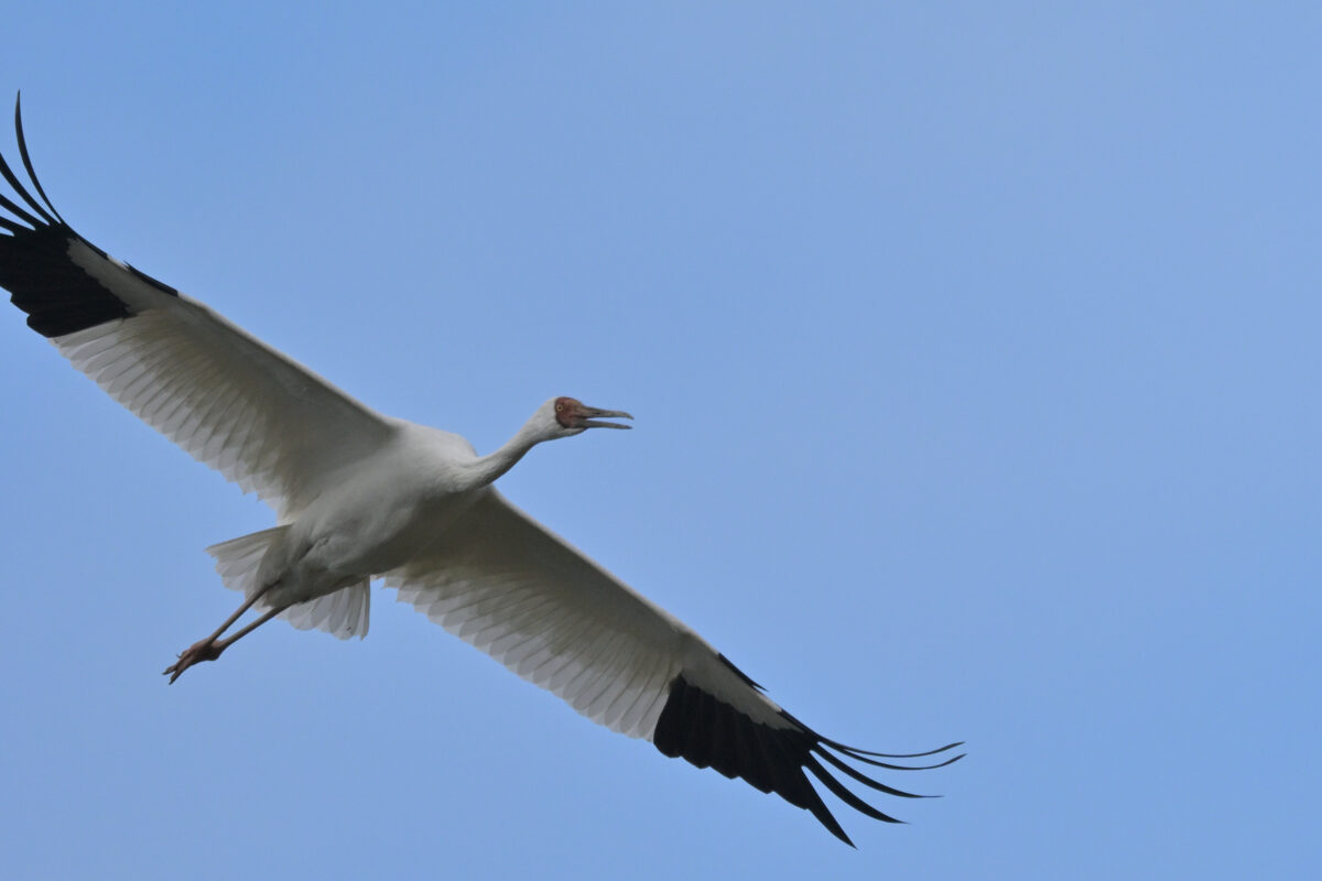 ソデグロヅル
ソデグロヅル旋回
西表島
ミダラの田んぼ