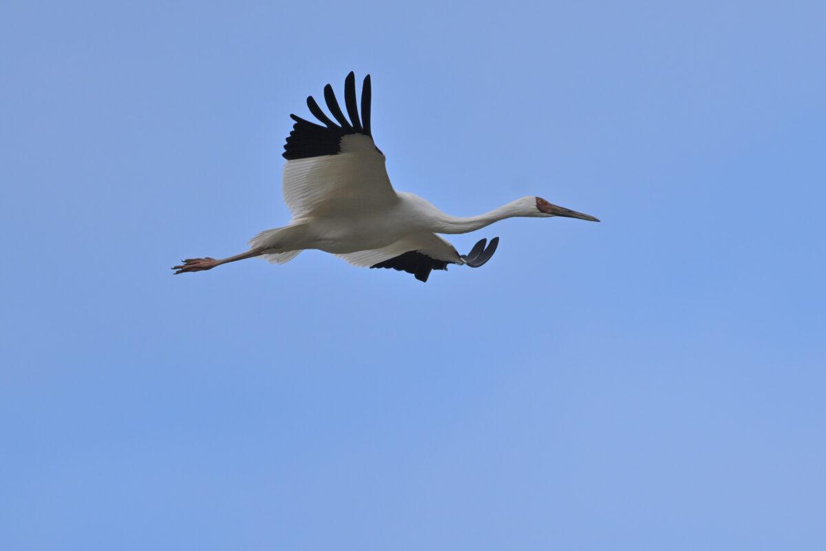 ソデグロヅル
ソデグロヅル旋回
西表島
ミダラの田んぼ