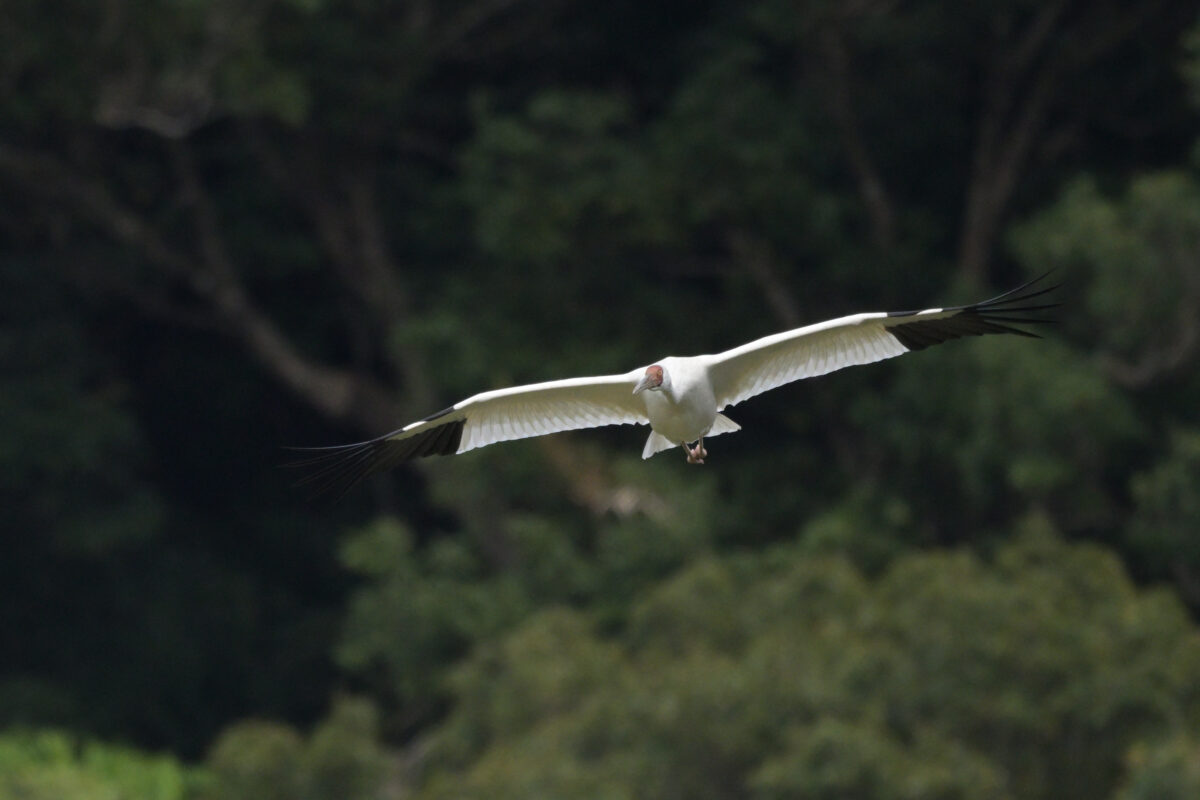 ソデグロヅル
ソデグロヅル旋回
西表島
ミダラの田んぼ