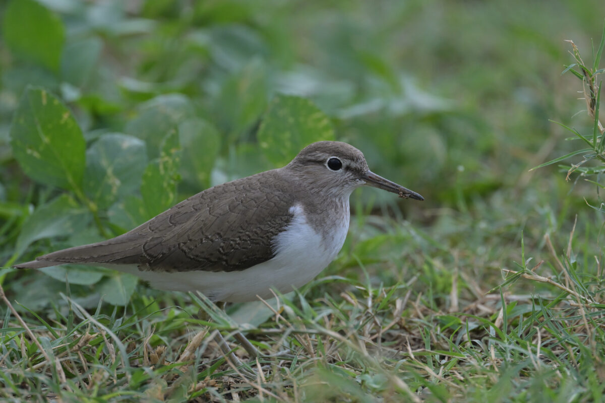イソシギ
西表島
住吉コンポスト