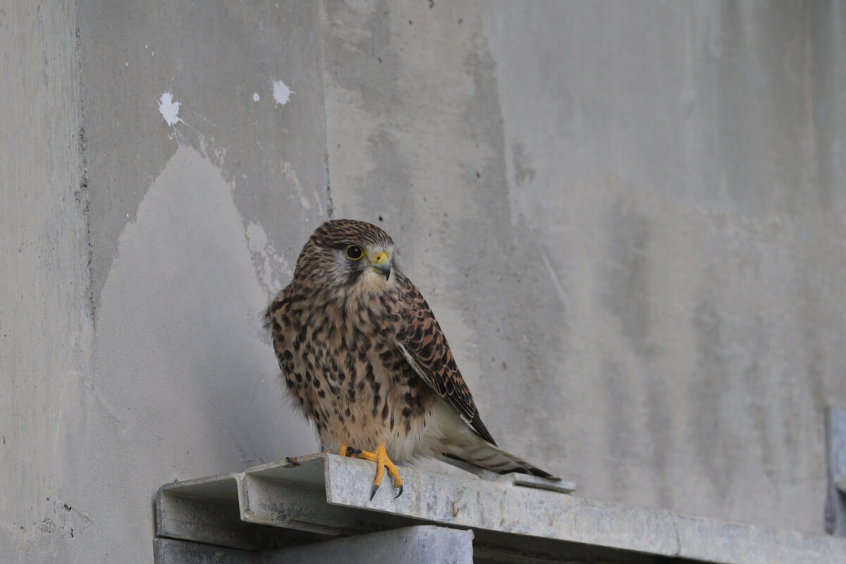 チョウゲンボウ
西表島
住吉牧場
