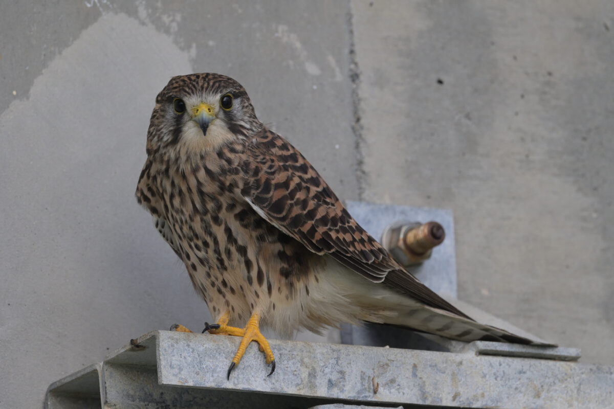 チョウゲンボウ
西表島
住吉牧場