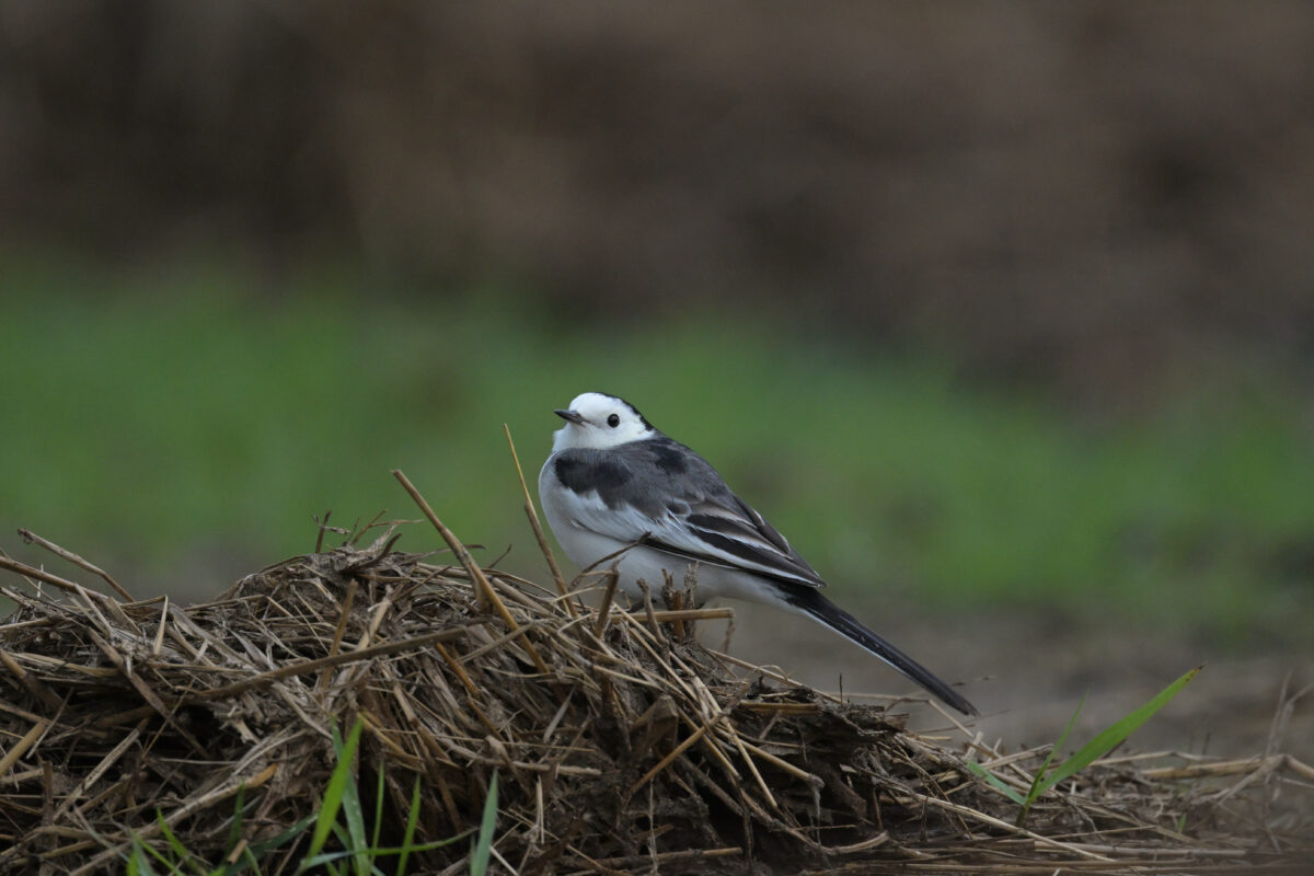 ホオジロハクセキレイ
西表島
住吉牧場