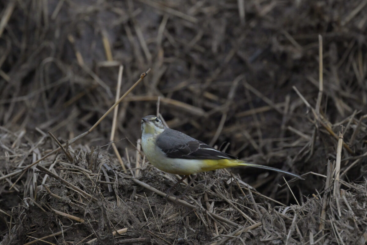 キセキレイ
西表島
住吉牧場