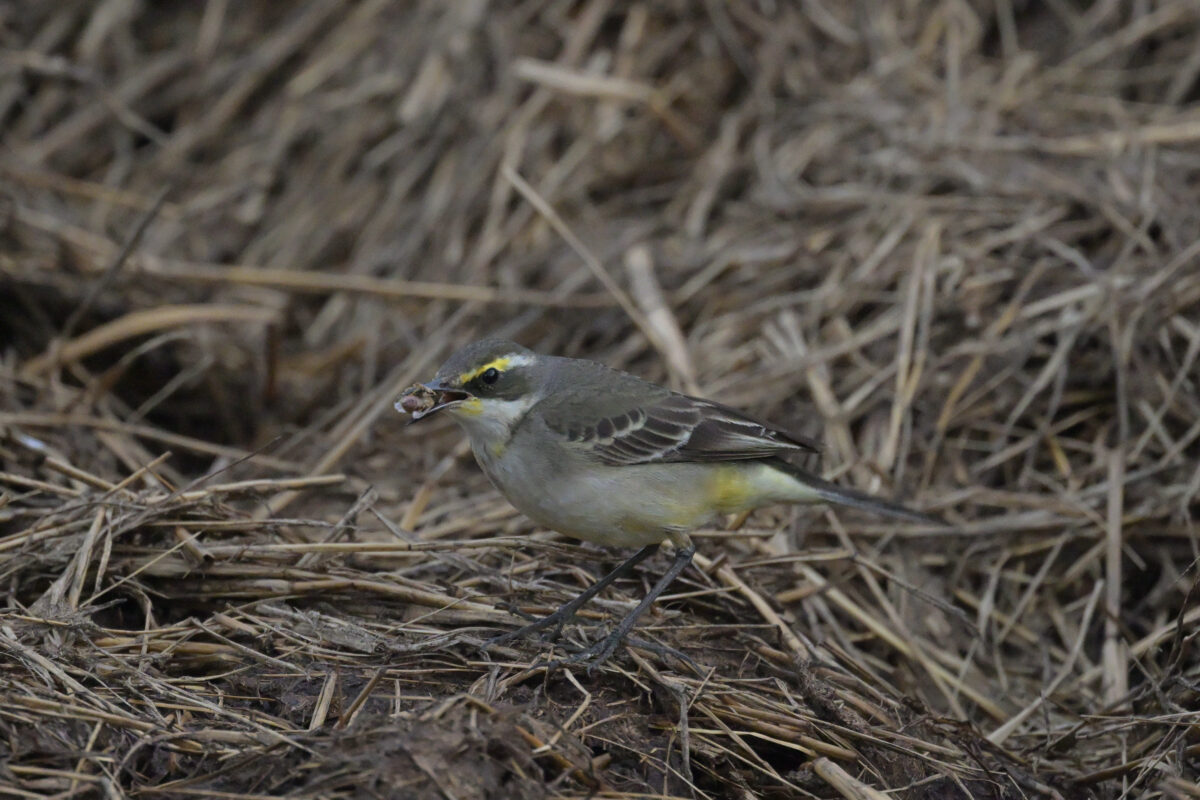 ツメナガセキレイ
西表島
住吉牧場