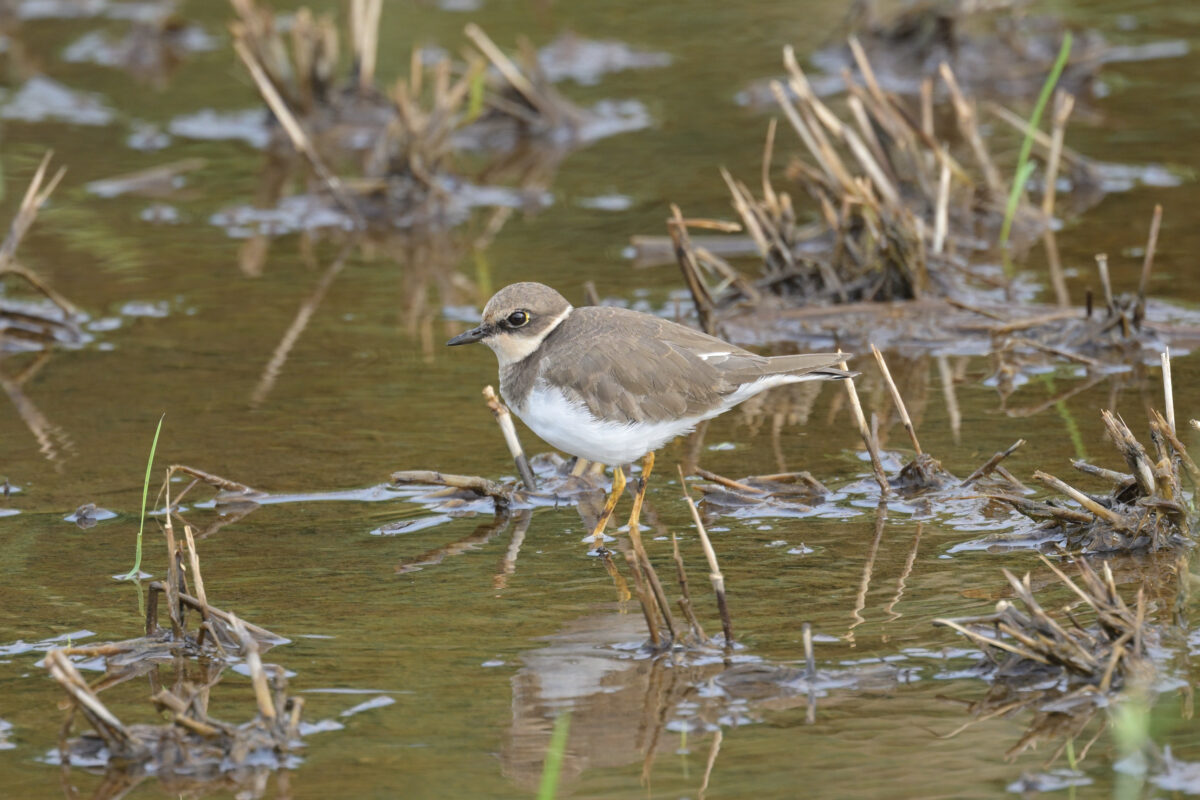 コチドリ
美原の田んぼ
西表島