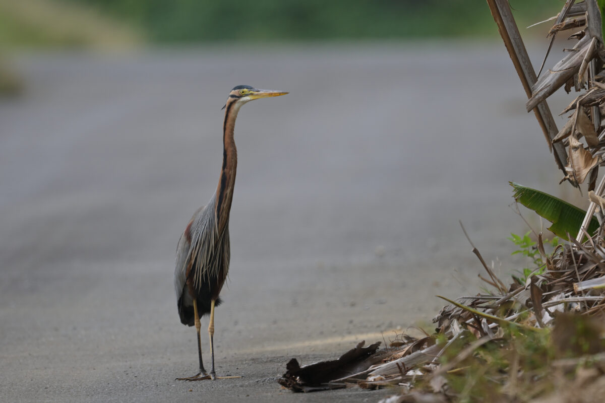 ムラサキサギ
西表島
古見