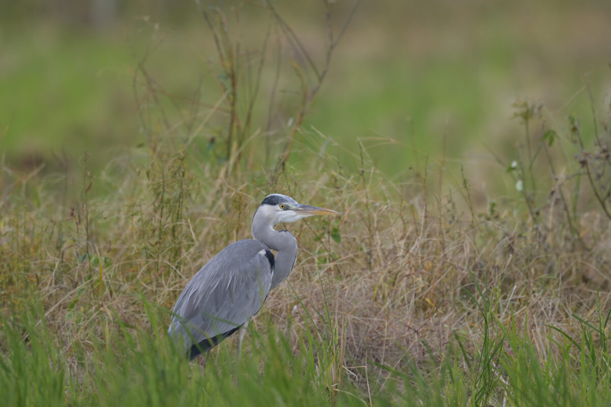 アオサギ
西表島
古見