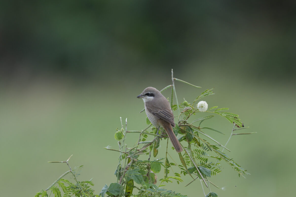 シマアカモズ
西表島
豊原