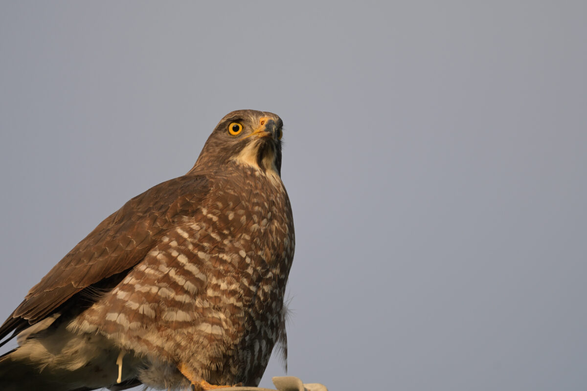 越冬サシバ
サシバ
夕陽を浴びる越冬サシバ
西表島
美原の田んぼ