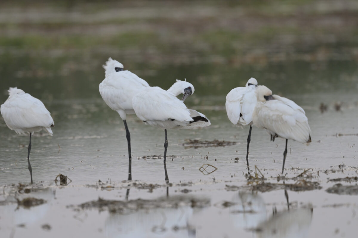 クロツラヘラサギ
ヘラサギ
西表島
美原の田んぼ