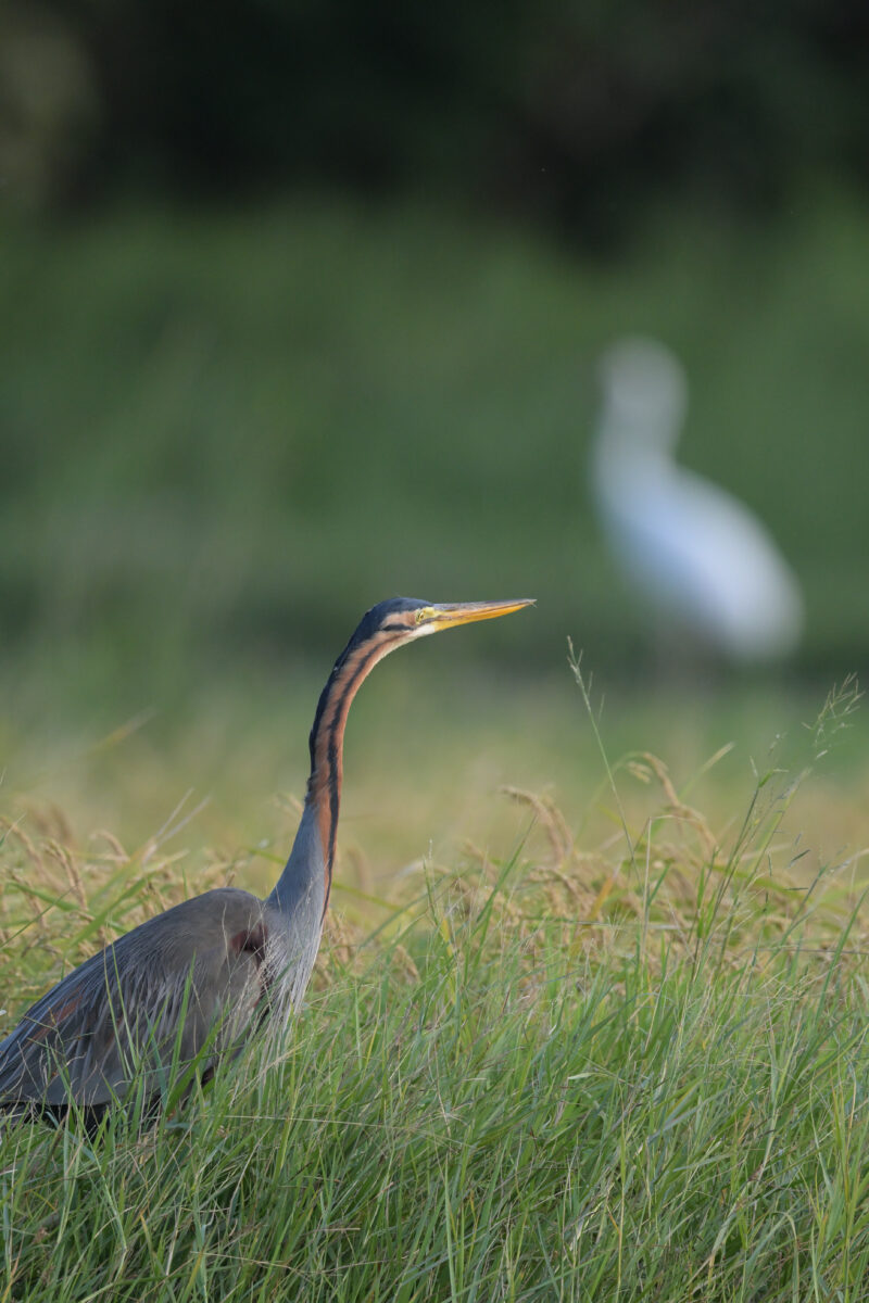 ムラサキサギ
ソデグロヅル
西表島
ミダラの田んぼ