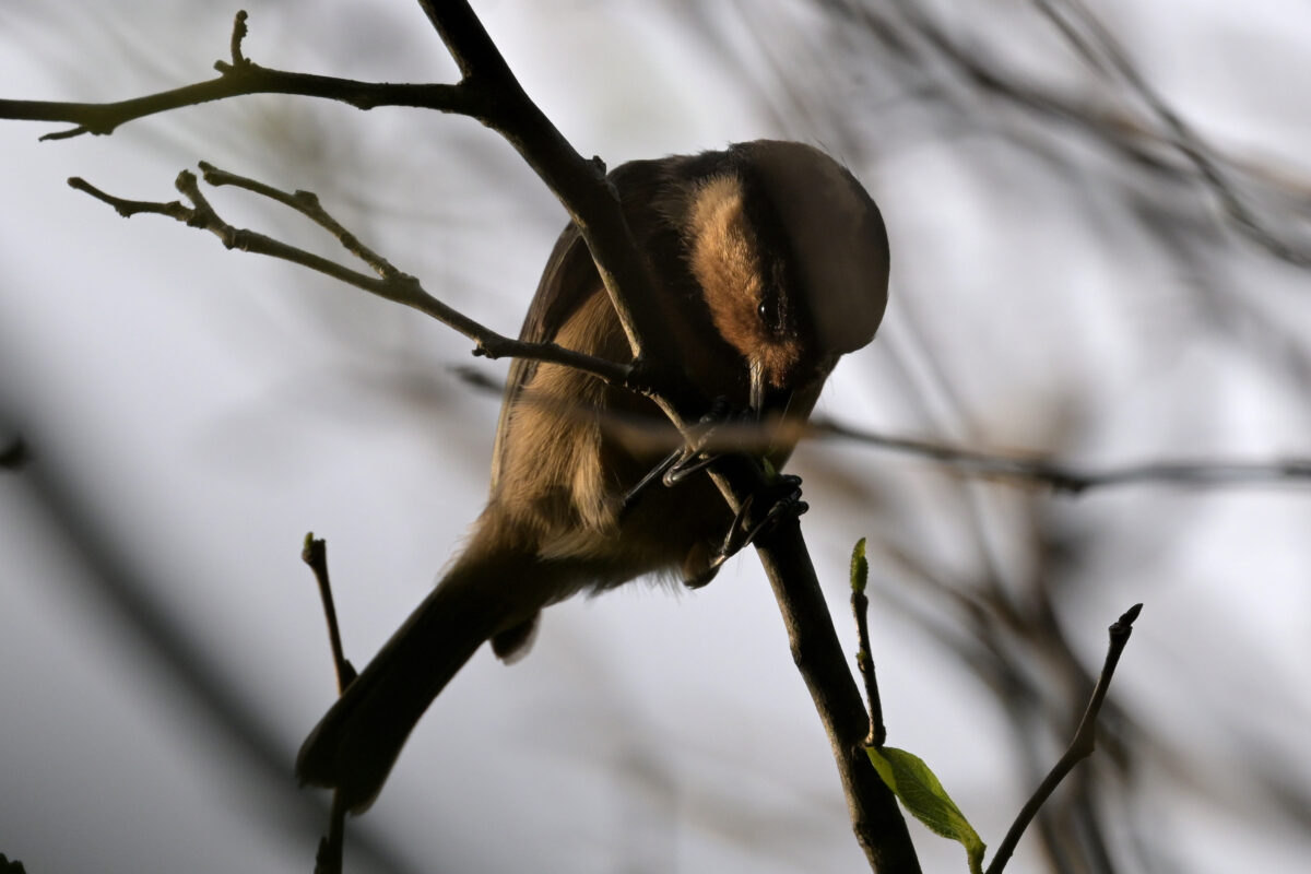 オリイヤマガラ
西表島
祖納岳