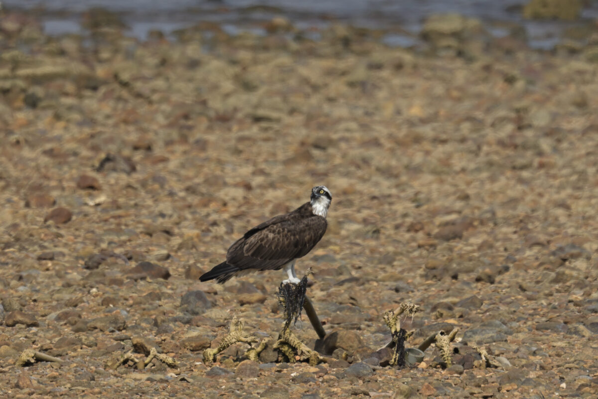 ミサゴ
西表島
船浦海中道路