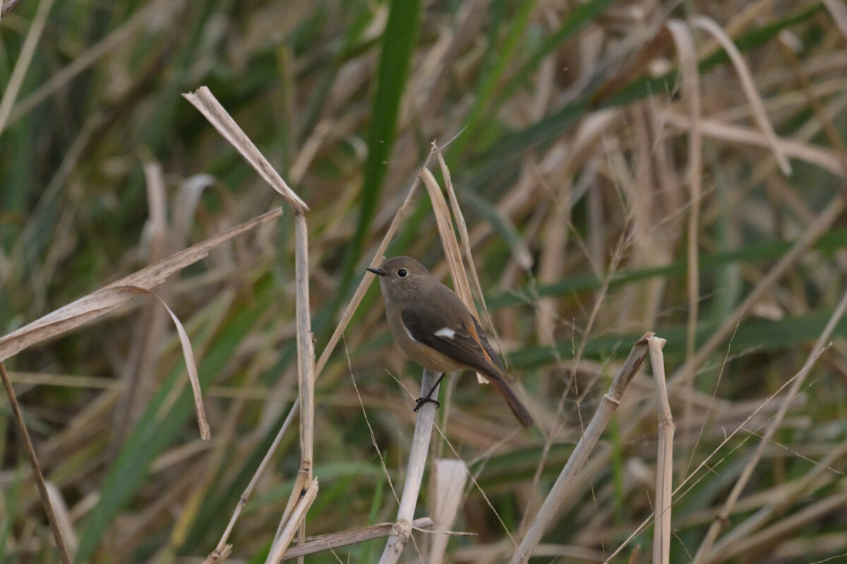 ジョウビタキ
ジョウビタキ雌
ジョウビタキ♀
西表島
フカンタ