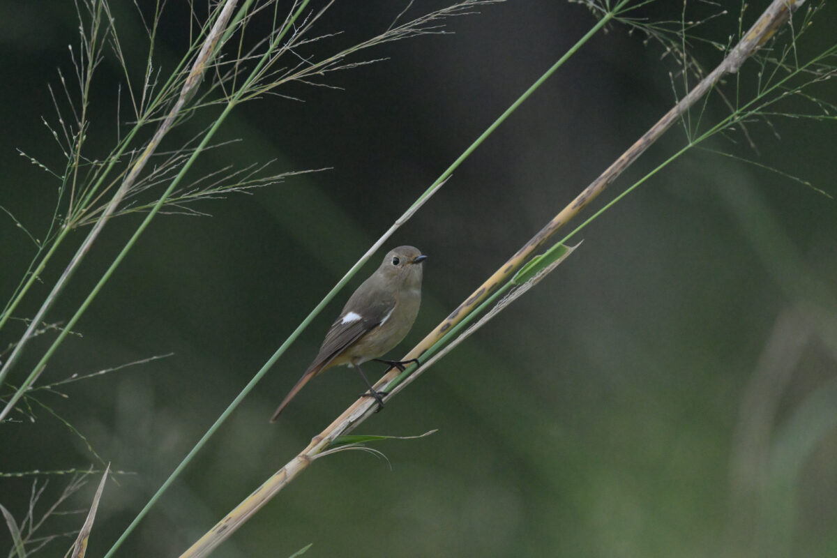 ジョウビタキ
ジョウビタキ♀
ジョウビタキ雌
西表島
フカンタ