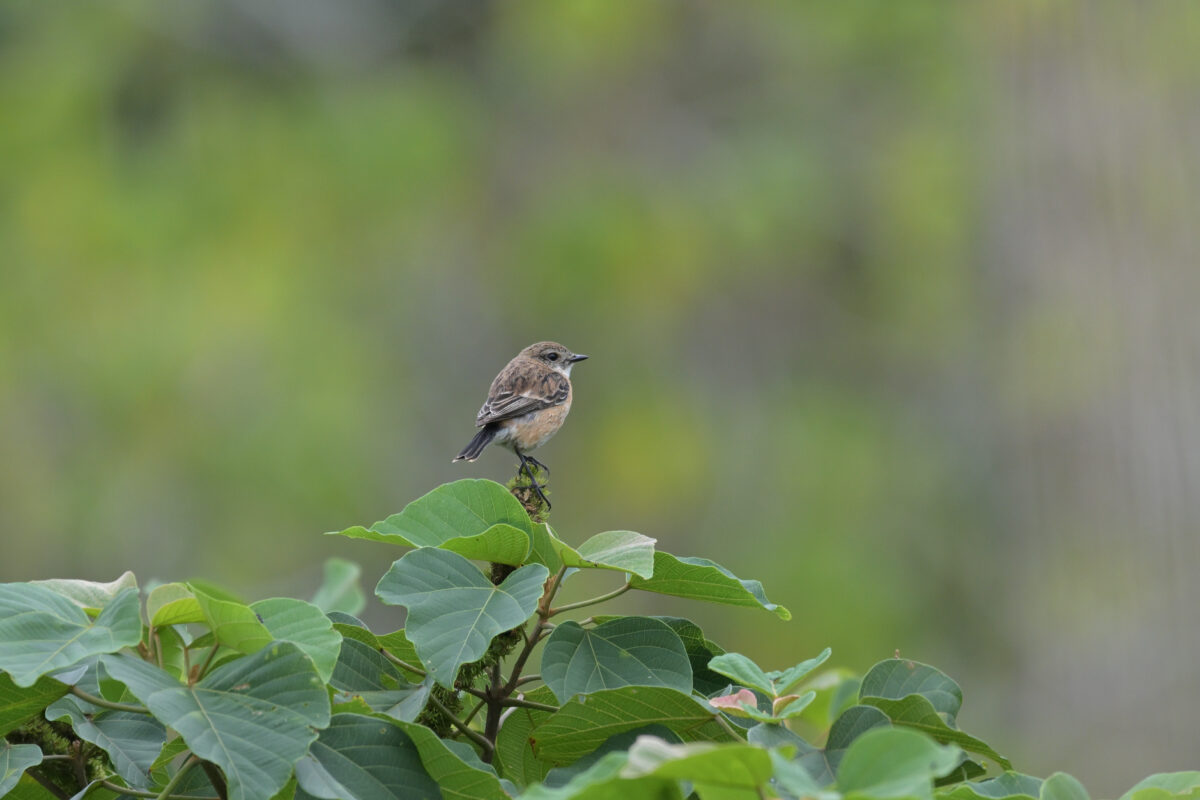 ノビタキ
ノビタキ♀
ノビタキ雌
西表島
フカンタ