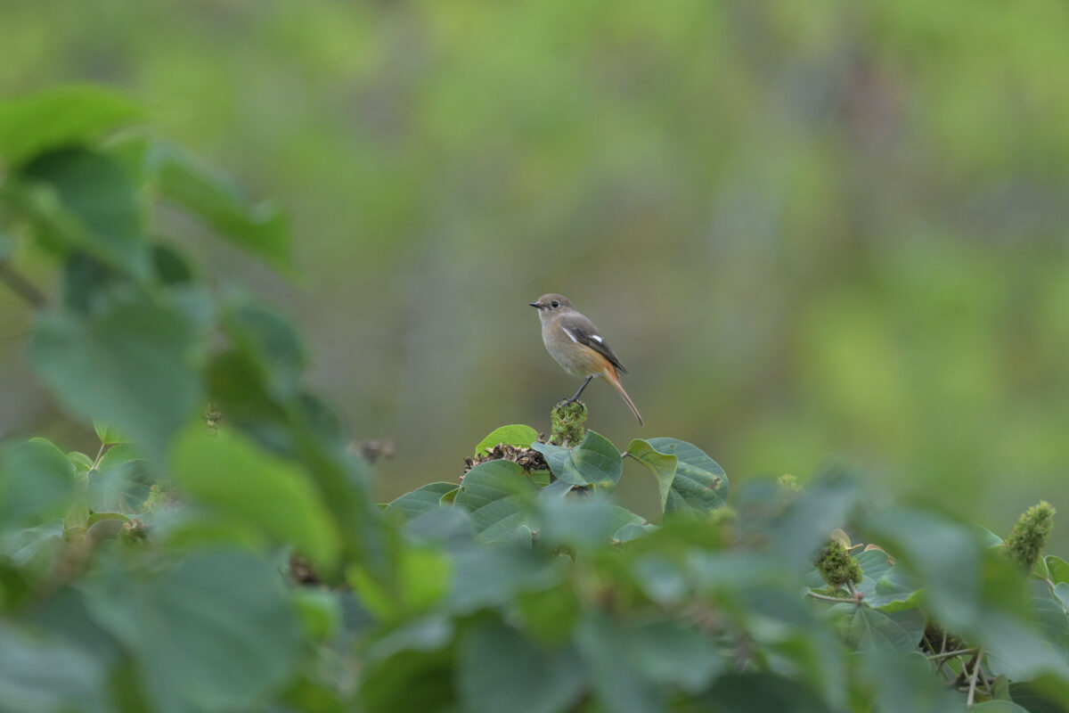 ジョウビタキ
ジョウビタキ♀
ジョウビタキ雌
西表島
フカンタ