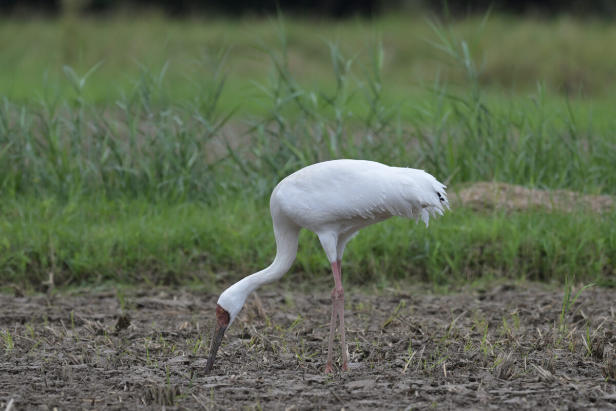 ソデグロヅル
西表島
ミダラの田んぼ