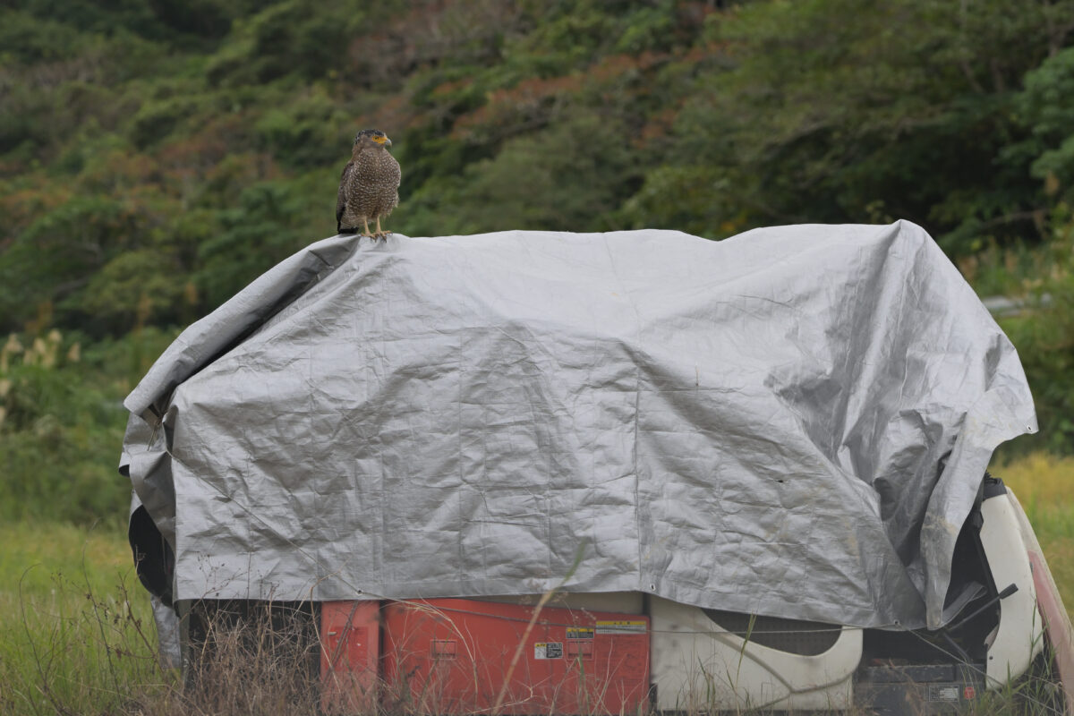カンムリワシ
西表島
ミダラの田んぼ
