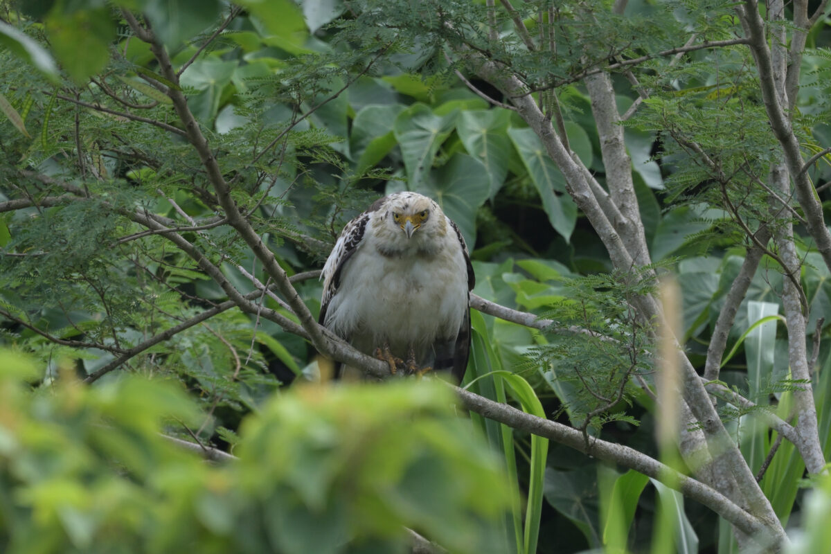 カンムリワシ幼鳥
西表島
住吉コンポスト