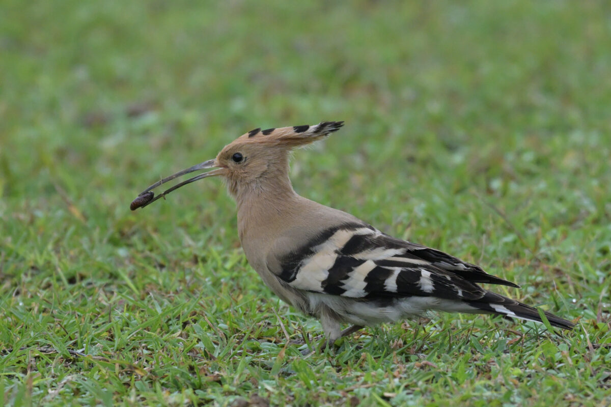 ヤツガシラ
西表島
白浜