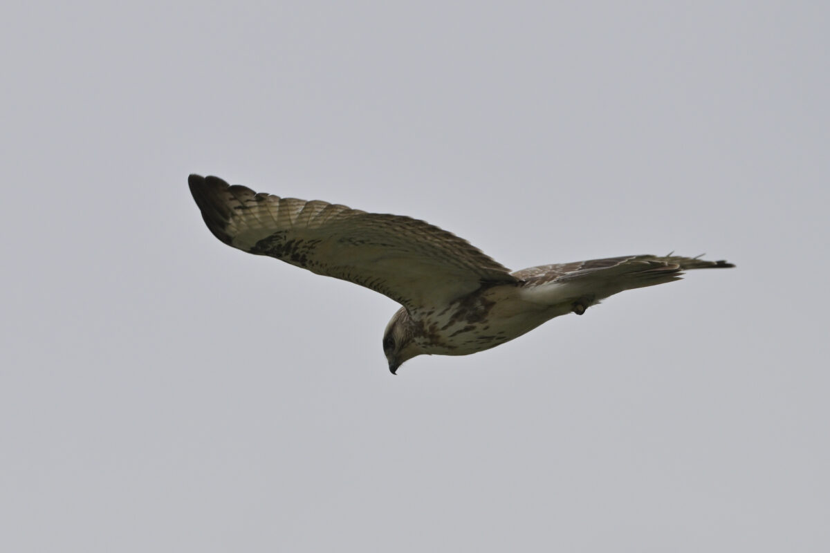 ノスリ
ノスリ幼鳥
西表島
オオホラダ
