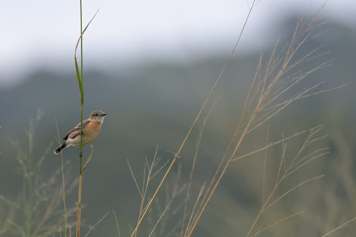 ノビタキ
ノビタキ♀
ノビタキ雌
西表島
フカンタ