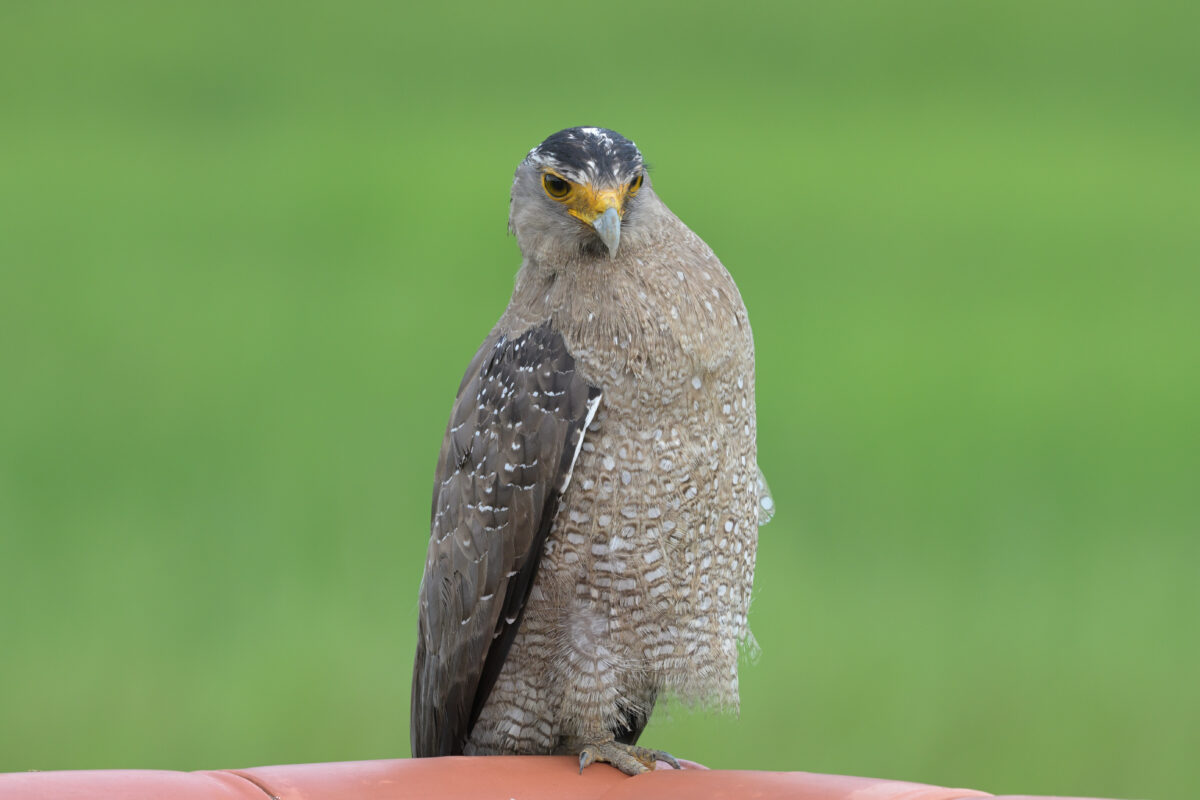 カンムリワシ
カンムリワシ雌
カンムリワシ♀
黒目のカンムリワシ♀
黒目のカンムリワシ雌
黒目のカンムリワシ
虹彩が黒いカンムリワシ
虹彩が黒いカンムリワシ雌
虹彩が黒いカンムリワシ♀
西表島
西表小中学校