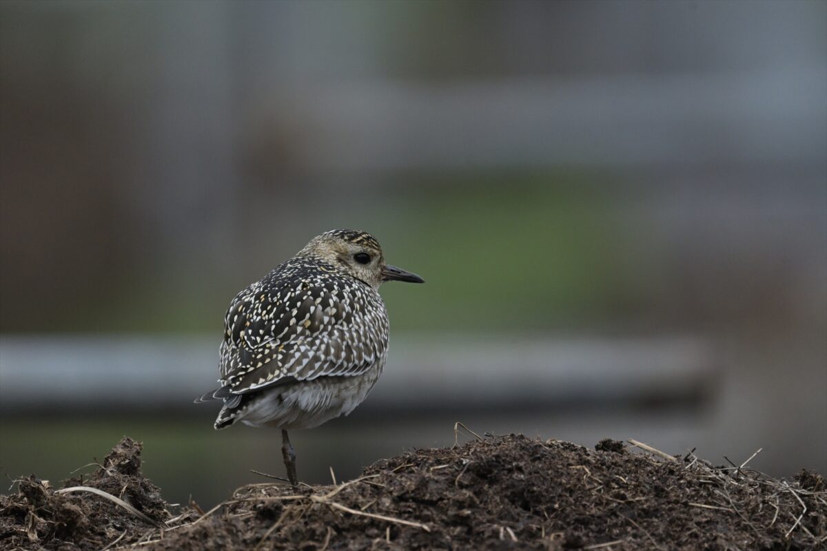 ムナグロ
ムナグロ幼鳥
西表島
住吉牧場
