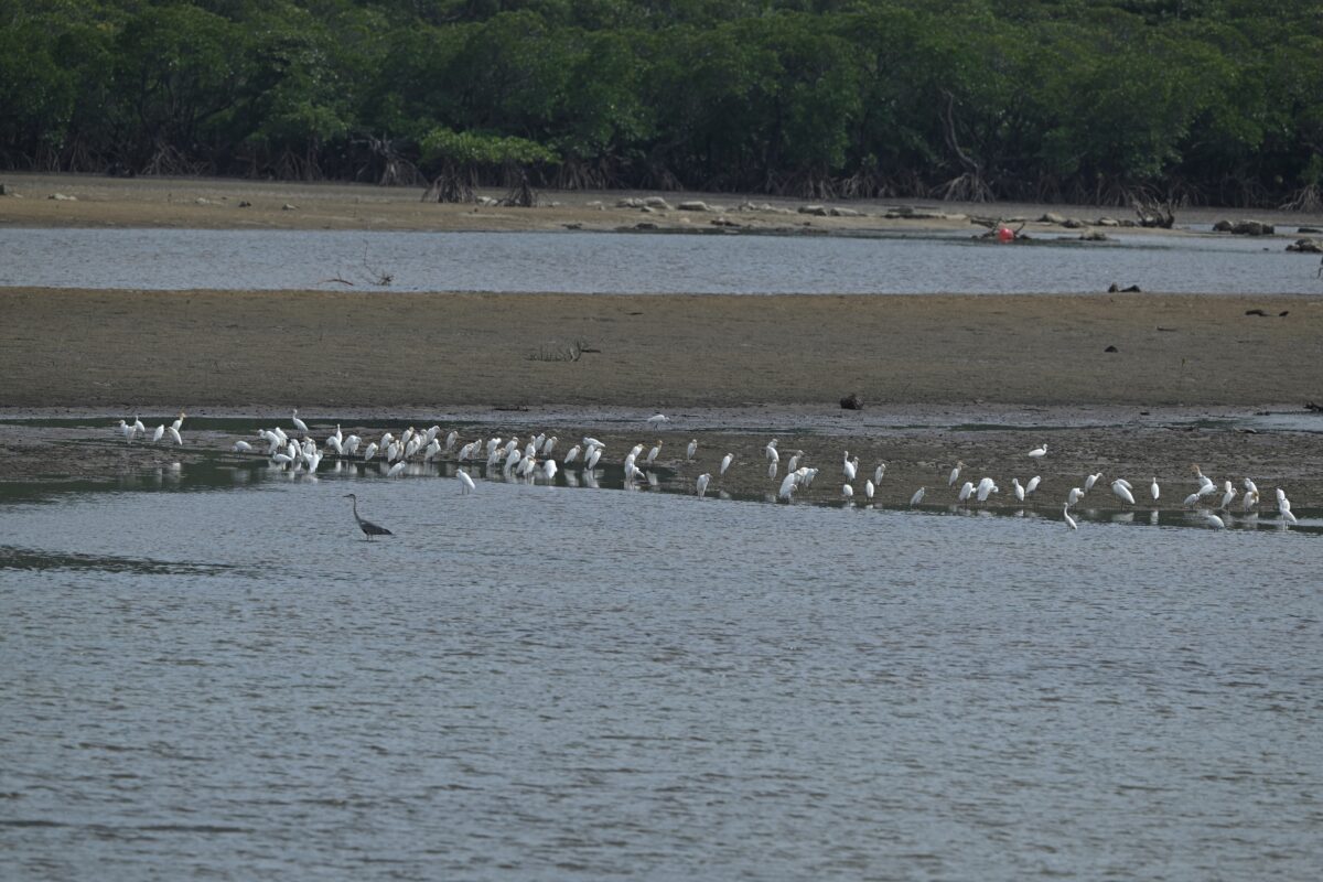 アマサギ
コサギ
チュウサギ
海中道路
西表島