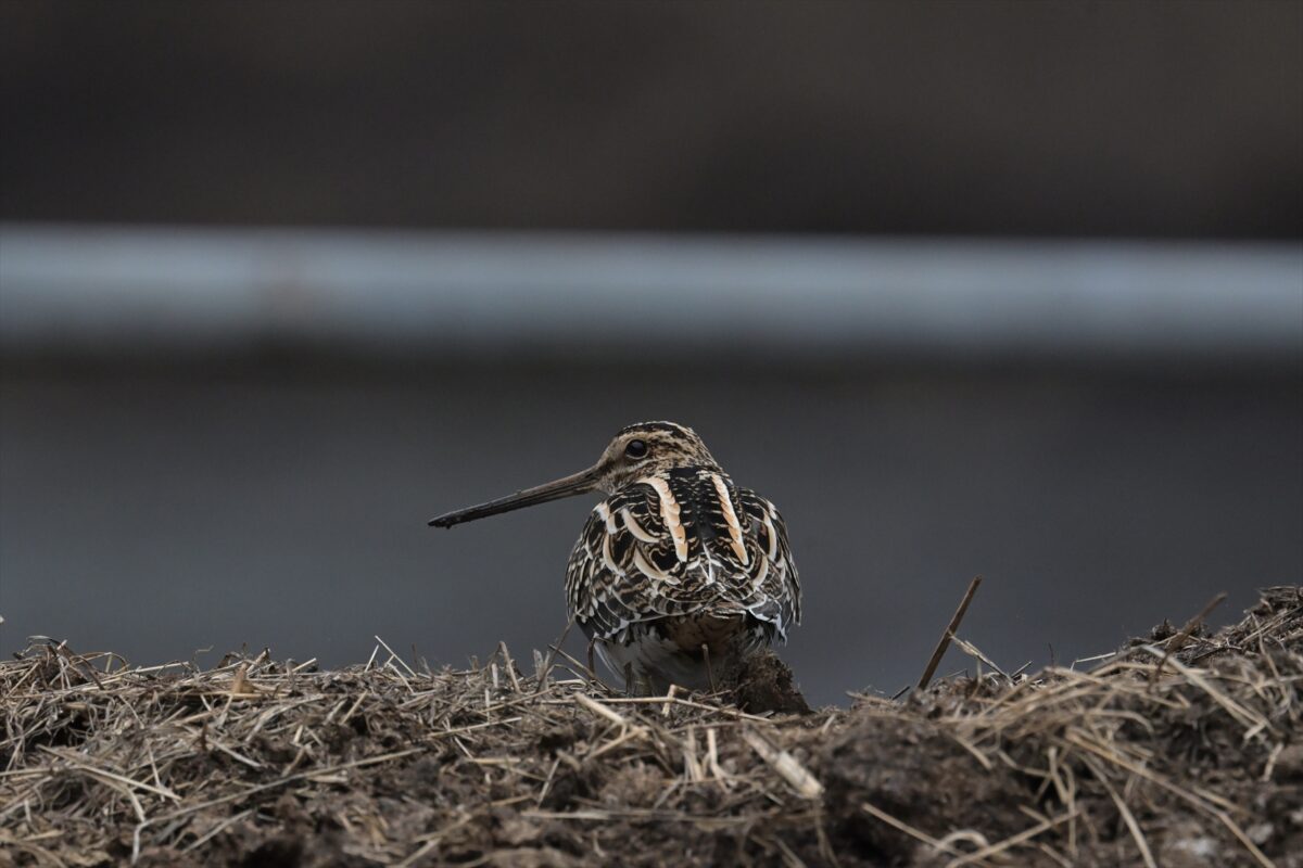 タシギ
西表島
住吉牧場