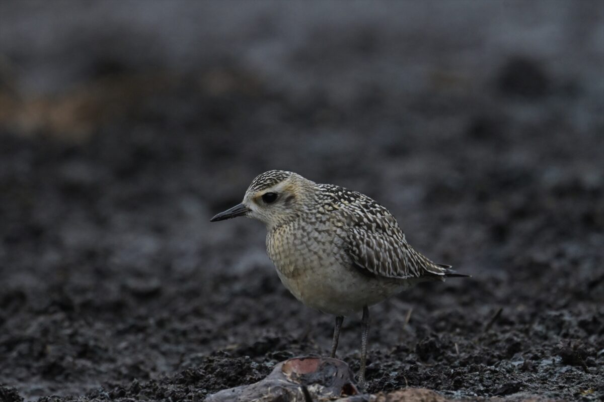 西表島
ムナグロ
ムナグロ幼鳥
住吉牧場