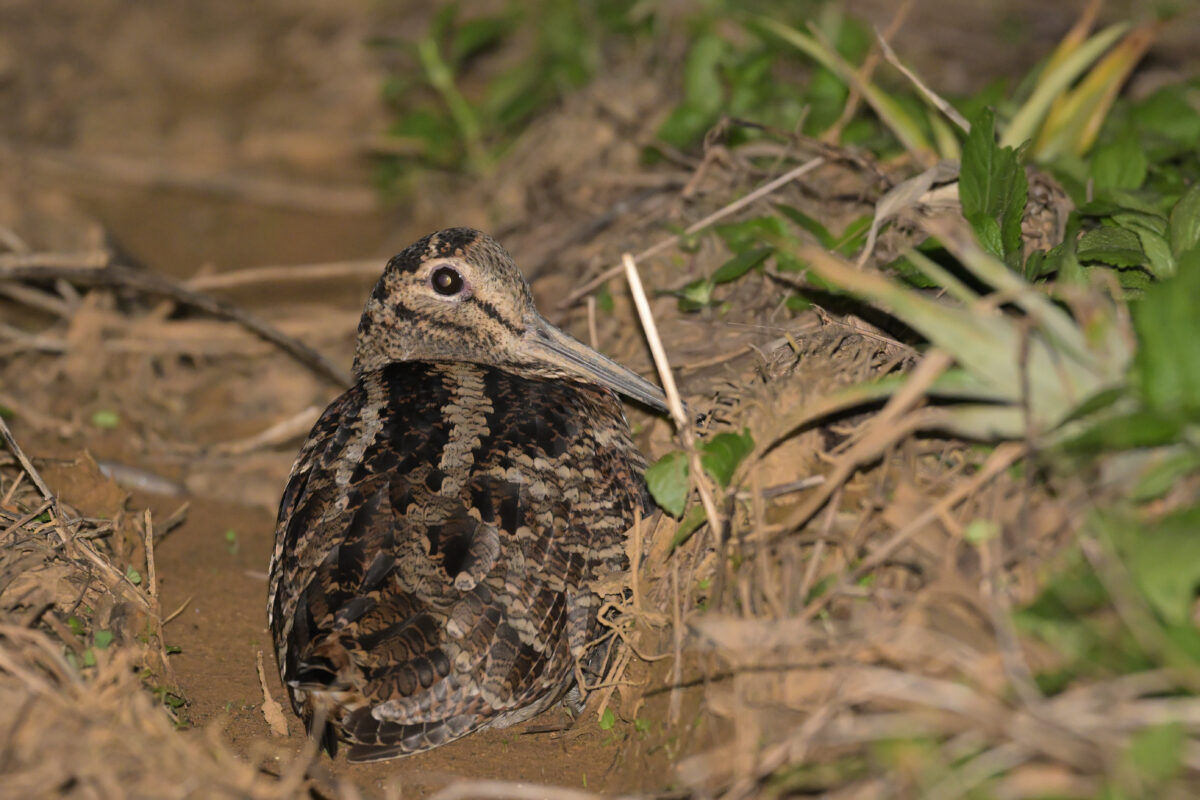 ヤマシギ
西表島
タカピシ