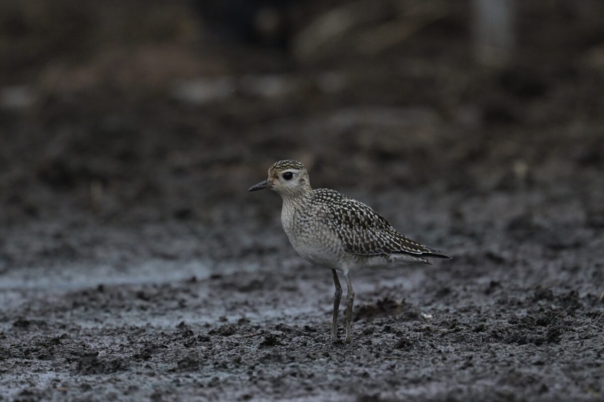 西表島
ムナグロ
ムナグロ幼鳥
住吉牧場