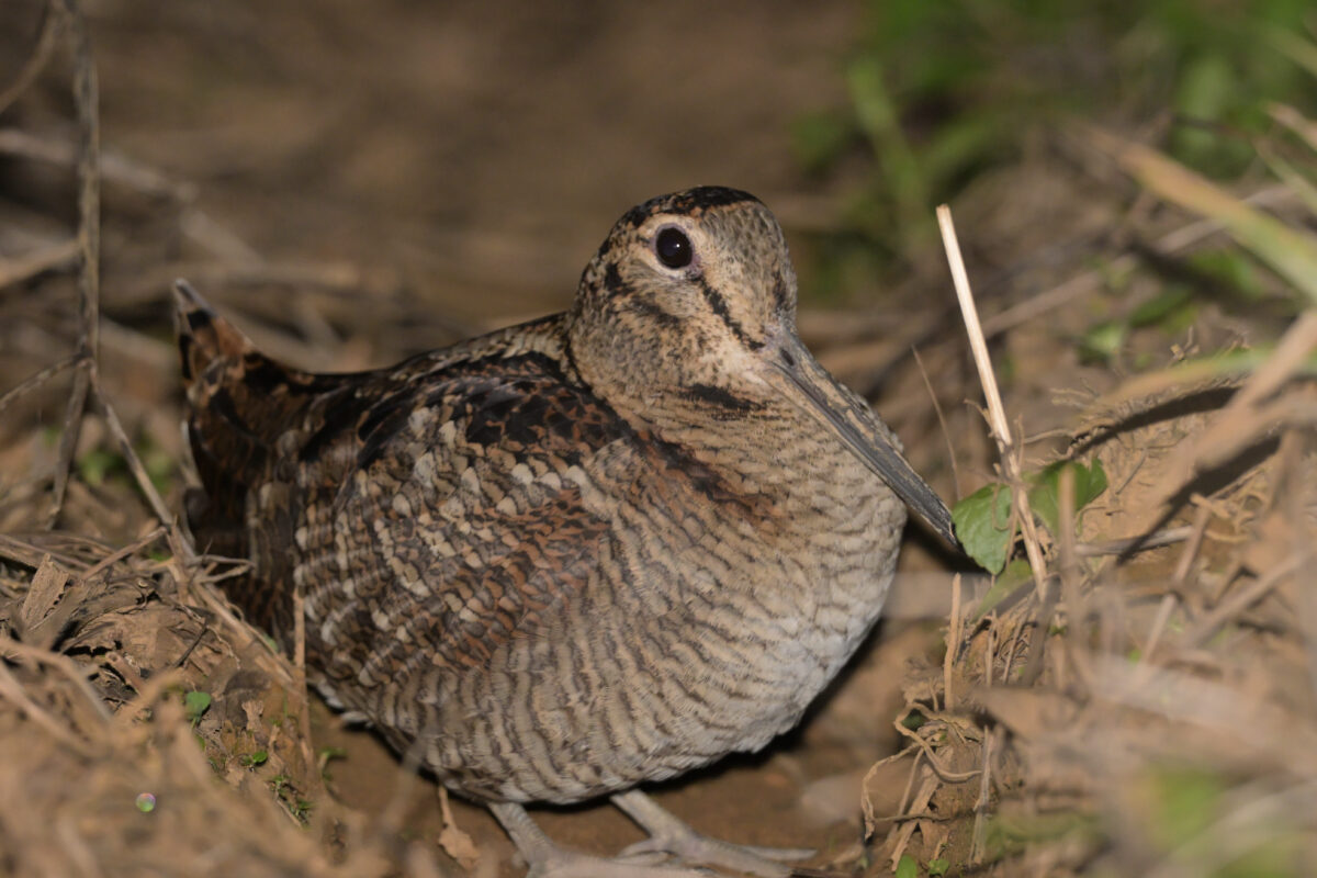 ヤマシギ
西表島
タカピシ