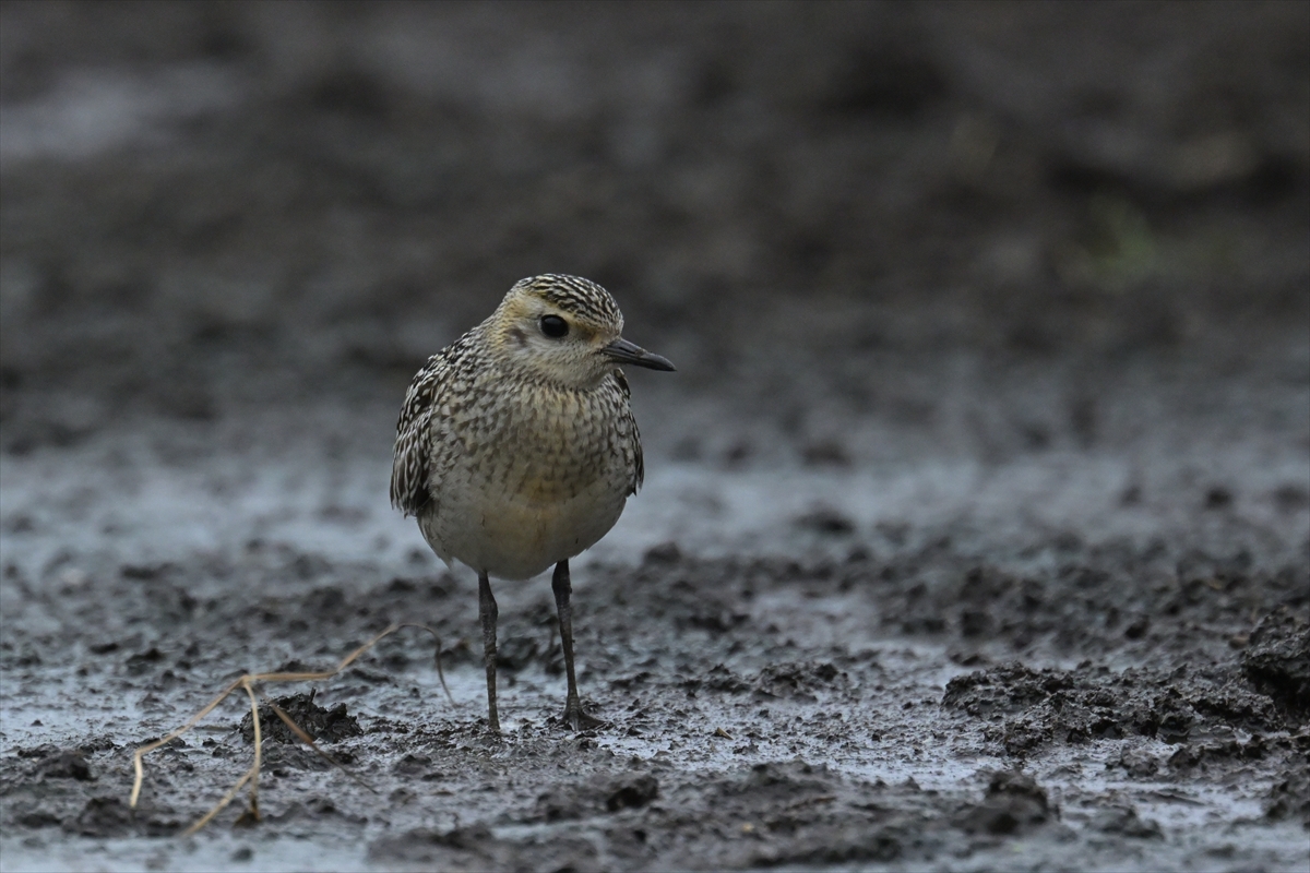 ムナグロ
ムナグロ幼鳥
西表島
住吉牧場