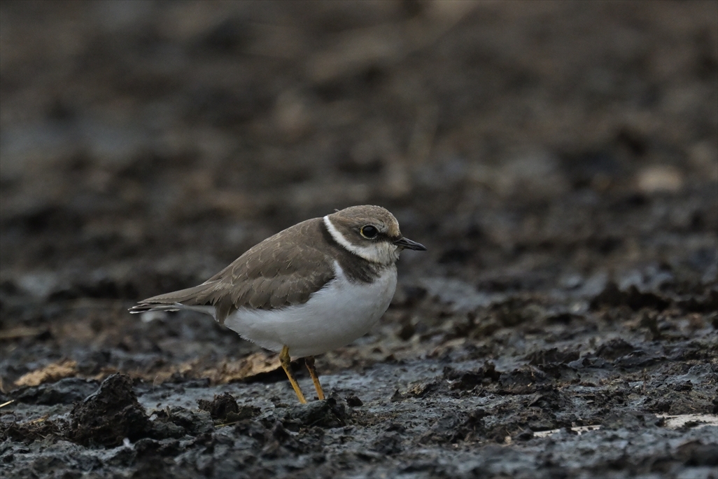 コチドリ
西表島
住吉牧場