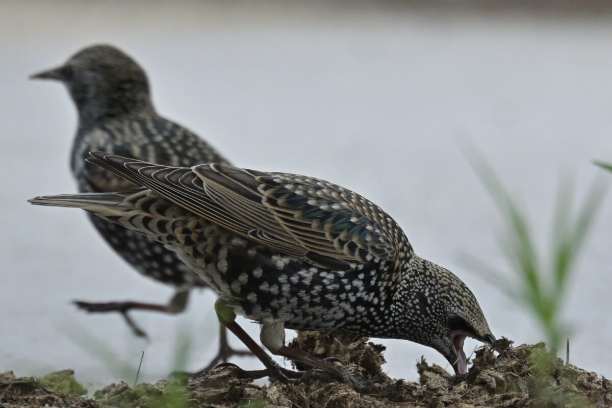 ホシムクドリ
西表島
住吉牧場