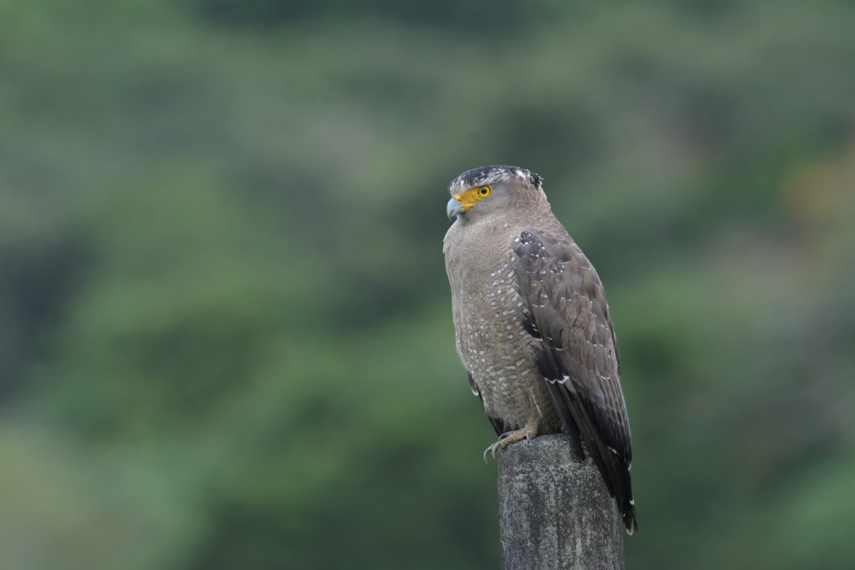 カンムリワシ
西表島
オオホラダ